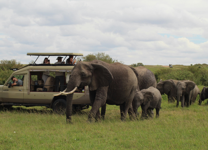 Tanzania wildlife adventure