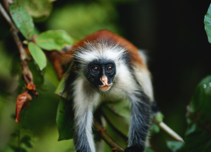 Tanzania tourism and safari experience